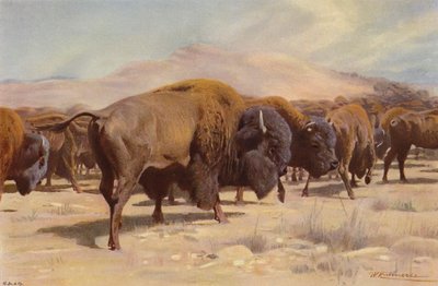 Amerikansk bison av after Wilhelm Kuhnert