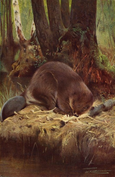 Bever av after Wilhelm Kuhnert