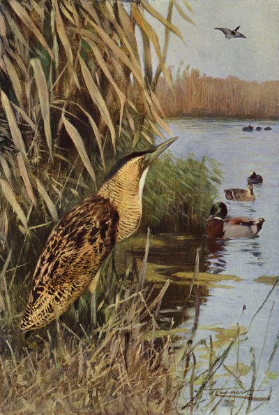 Bittern av after Wilhelm Kuhnert