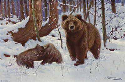 Brunbjørn av after Wilhelm Kuhnert