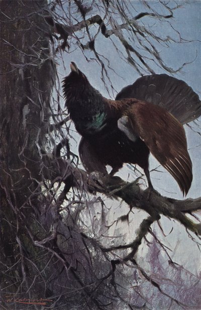 Capercaillie av after Wilhelm Kuhnert