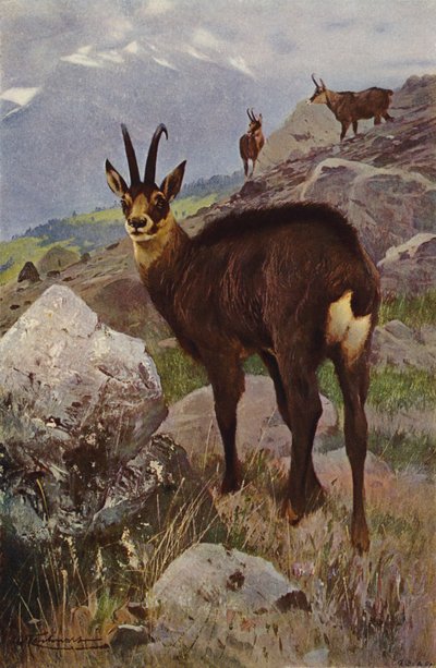 Gems av after Wilhelm Kuhnert