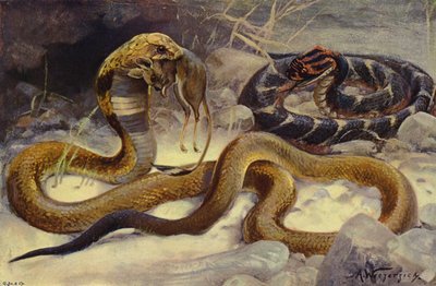 Cobra og Puff Adder av after Wilhelm Kuhnert