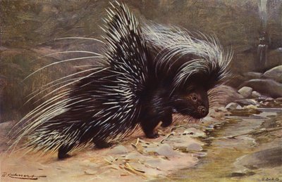 Toppet piggsvin av after Wilhelm Kuhnert