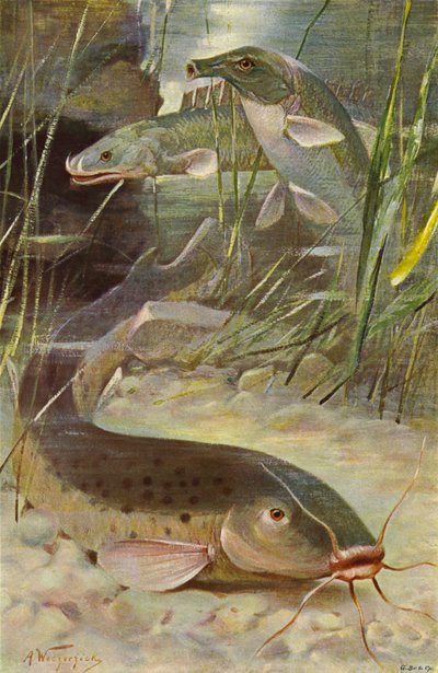 Elektrisk steinbit, Bichir, Trunkfish av after Wilhelm Kuhnert