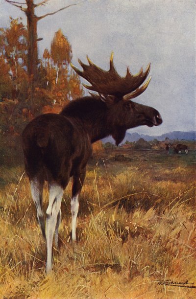 Elg eller elg av after Wilhelm Kuhnert