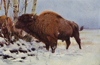 Europeisk bison av after Wilhelm Kuhnert
