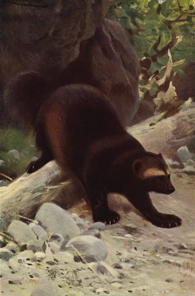 Fråts eller Jerv av after Wilhelm Kuhnert