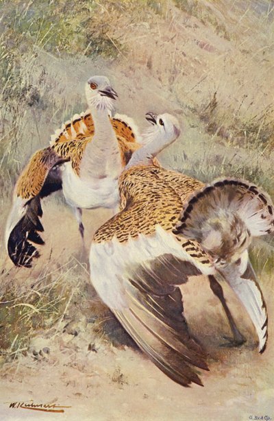 Stor bustard av after Wilhelm Kuhnert