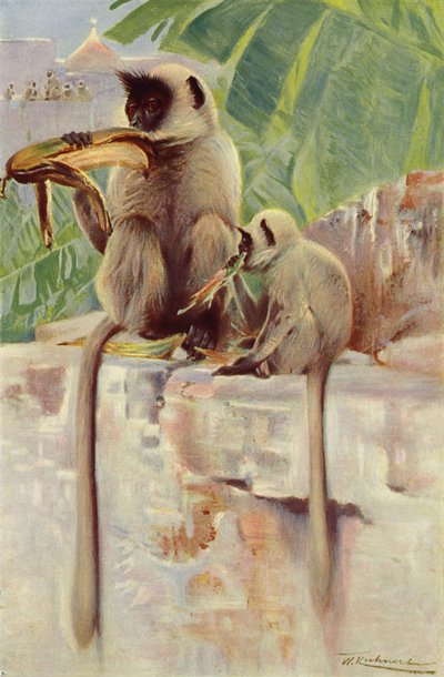 Hanuman Monkey av after Wilhelm Kuhnert