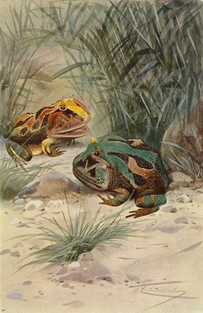 Hornet frosk av after Wilhelm Kuhnert