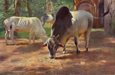 Indisk humped storfe av after Wilhelm Kuhnert