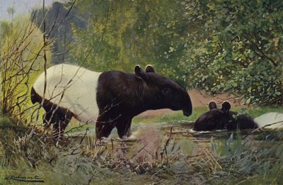 Indisk tapir av after Wilhelm Kuhnert