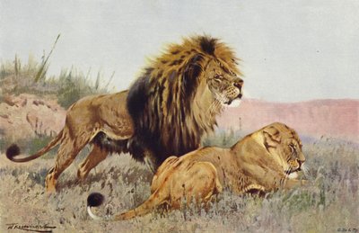 Løve og Løvinne av after Wilhelm Kuhnert
