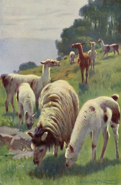 Anrop av after Wilhelm Kuhnert