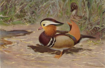 Mandarin and av after Wilhelm Kuhnert