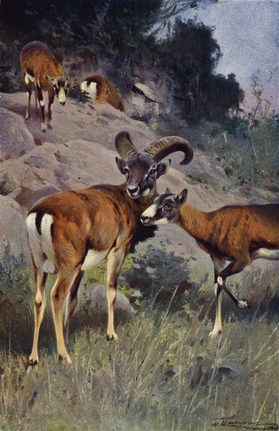 Mouflon av after Wilhelm Kuhnert