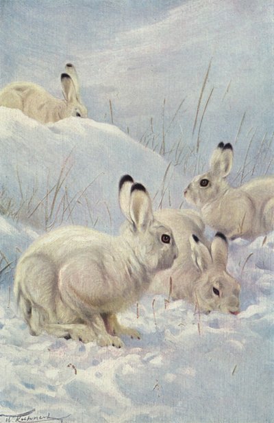 Fjellhare av after Wilhelm Kuhnert