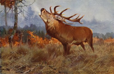 Rød hjort av after Wilhelm Kuhnert
