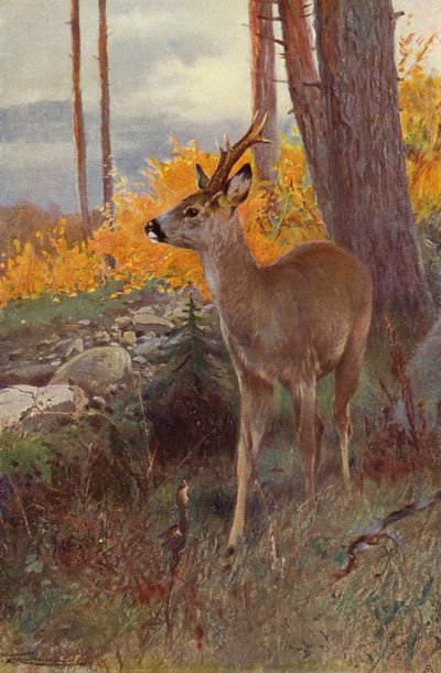 Rådyr av after Wilhelm Kuhnert