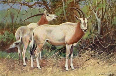 Sobelantilope av after Wilhelm Kuhnert