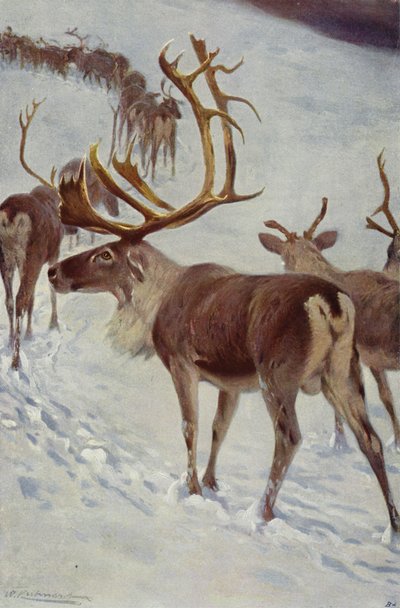 Skandinavisk reinsdyr av after Wilhelm Kuhnert