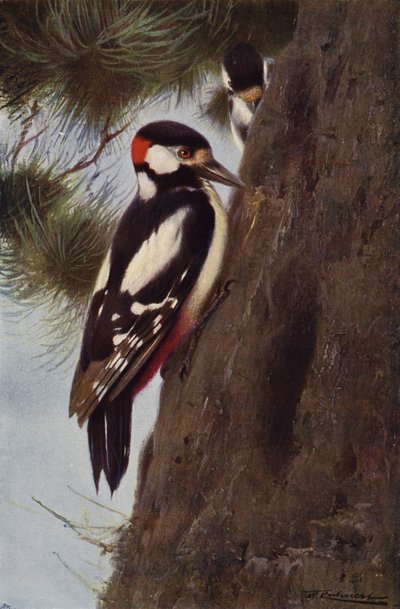 Flekkspett av after Wilhelm Kuhnert