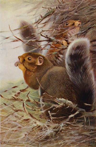 St Paul Squirrel av after Wilhelm Kuhnert