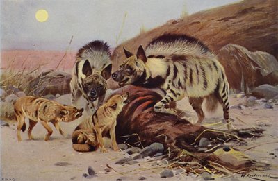 Stripete hyena og sjakal av after Wilhelm Kuhnert