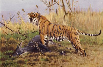 Tiger av after Wilhelm Kuhnert