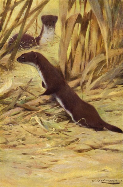 Weasel av after Wilhelm Kuhnert