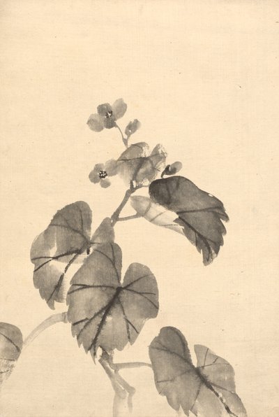 Gren av Begonia i blomst av attributed to Kono Bairei