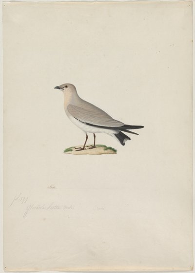 Liten Pratincole (Glareola lactea) av attributed to Paul Hüet