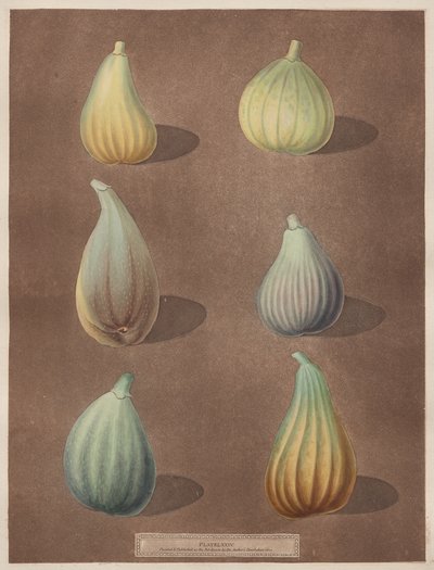 Pomona Britannica: nr. 74 - Fig av attributed to Richard Brookshaw