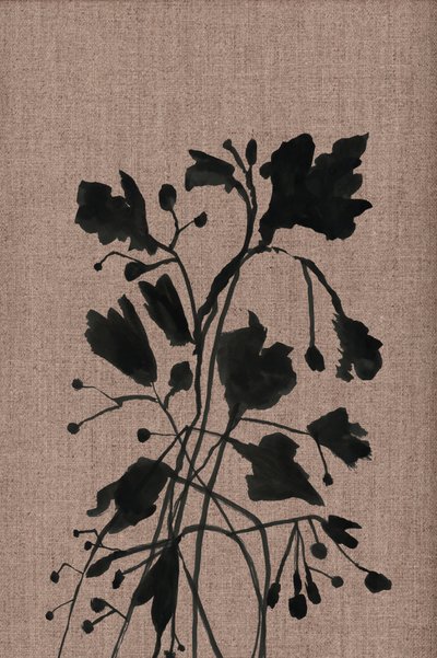 Svarte botaniske silhuetter av cartissi