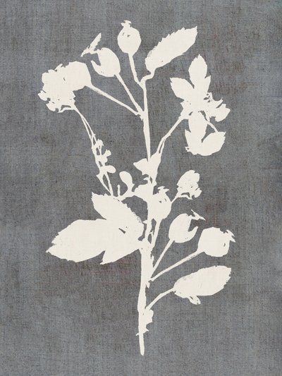 Botanisk rosesilhuett av cartissi