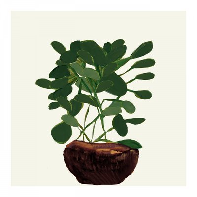 Grønn potteplante av cartissi