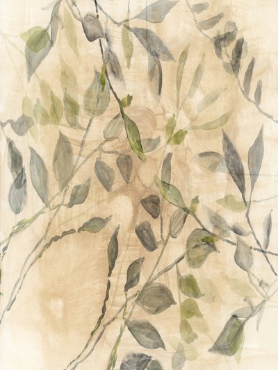 Myke botaniske blader av cartissi