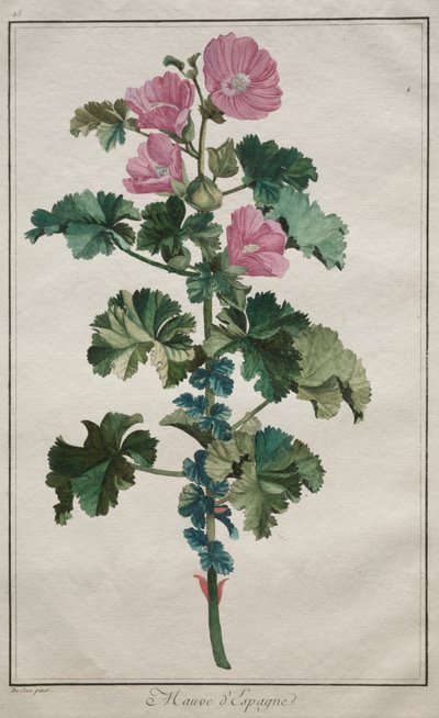 Samling av tjuefire planter og blomster: Mallow av de Seve