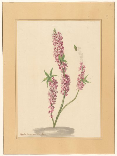 Rødt pepper tre på en bakke av familie Van der Vinne (attributed to)