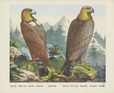 Aigle doré. / Kongeørn. / Goldadler. / Goudarend. / Aquila dorato. / Aigle royal. / Kongelig ørn. / Königsadler. / Steenarend. / Ossifrago (tittel på objekt) av firma Joseph Scholz