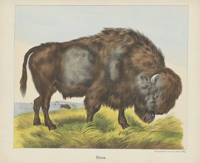 Bison (tittel på objekt) av firma Joseph Scholz