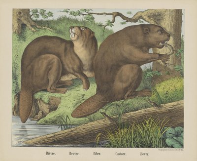 Bièvre. / Bever. / Biber. / Castore. / Bever (tittel på objekt) av firma Joseph Scholz