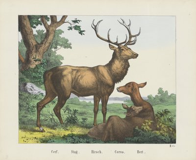 Cerf. / Hjort. / Hirsch. / Cervo. / Hert (tittel på objekt) av firma Joseph Scholz
