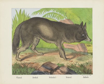 Chacal. / Sjakal. / Schakal. / Sciacal. / Jakhals (tittel på objekt) av firma Joseph Scholz