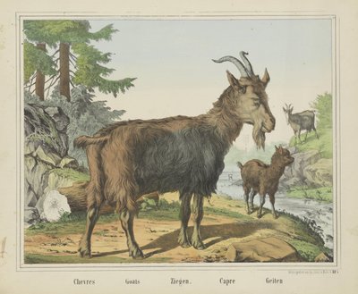 Chevres / Geiter / Geiter. / Capre / Geiter (tittel på objekt) av firma Joseph Scholz