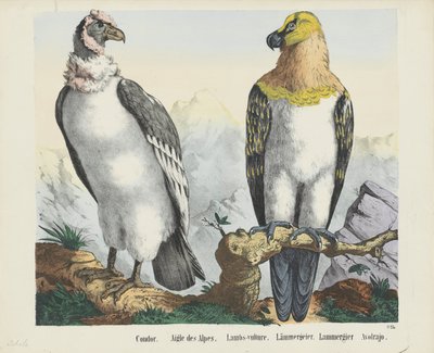 Condor. / Alpenes ørn. / Lam-gribb. / lammegribb. / Lammergier / Avolrajo (tittel på objekt) av firma Joseph Scholz