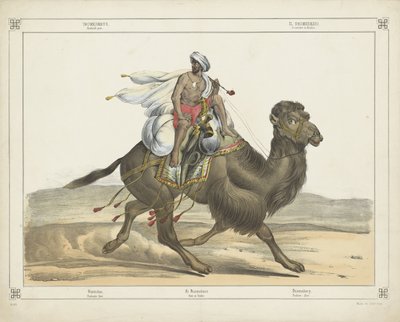 Dromedarus, / Arabisk innlegg (tittel på objekt) av firma Joseph Scholz