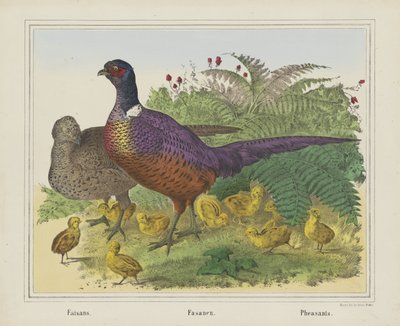 Faisans. / Fasanen. / Pheasants (title on object)   1407883   no       norwegian Successfully Translated  Original: Kamer van C.N. Storm van s-Gravesande op de Nieuwe Parklaan te Den Haag Translat: Kamer van C.N. Storm van 