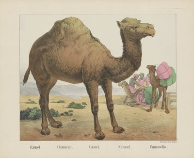 kamel. / Chameau. / Kamel. / Kamel. / Cammello (tittel på objekt) av firma Joseph Scholz